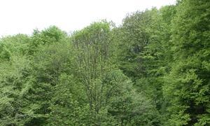 La Sarmizegetusa Regia, cu Vladimir Brilinsky jpeg