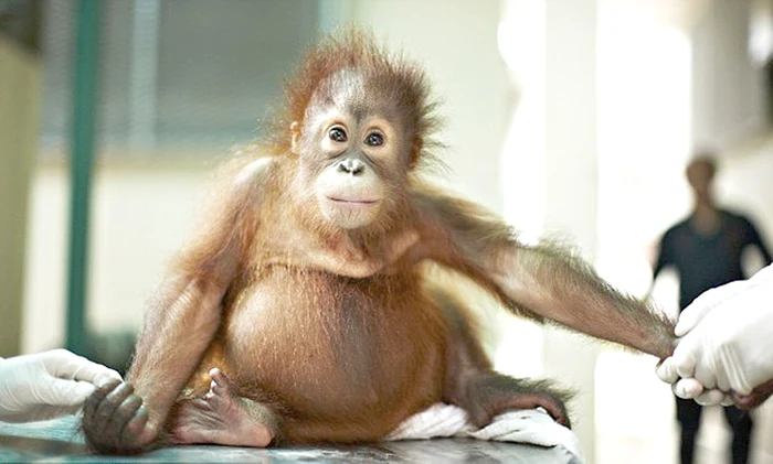 Medicii o consultă periodic pentru a-i vindeca atacurile de panică