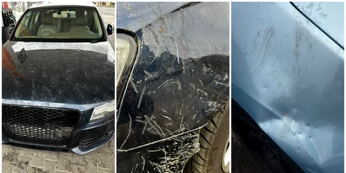 Masini distruse de caini la Arad FOTO: Aradon