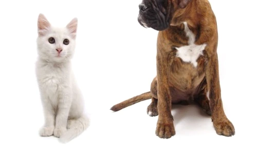 1 47094 original jpg jpeg