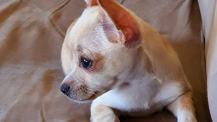 Cățelușa Raya, captivă între două țări europene pentru că nu avea actele necesare