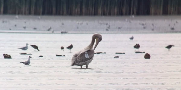 calarasi kali pelican cret FOTO Faceb/SOR