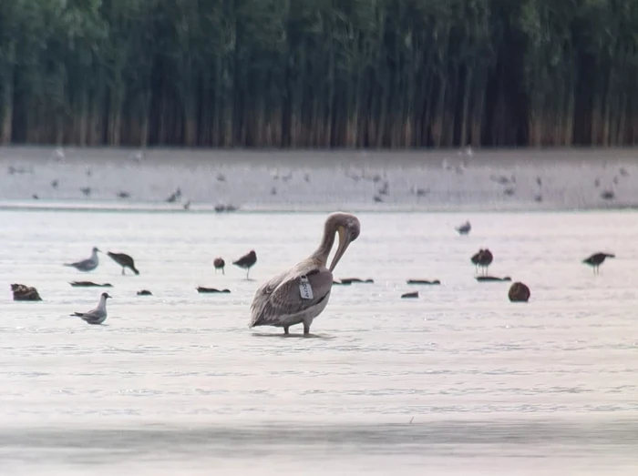 Kali, un pelican creţ, a ajuns la Călăraşi FOTO Facebook/SOR