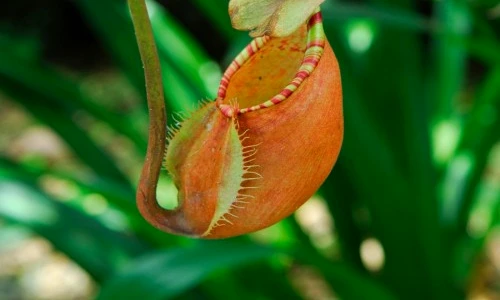 1 46163 original jpg jpeg