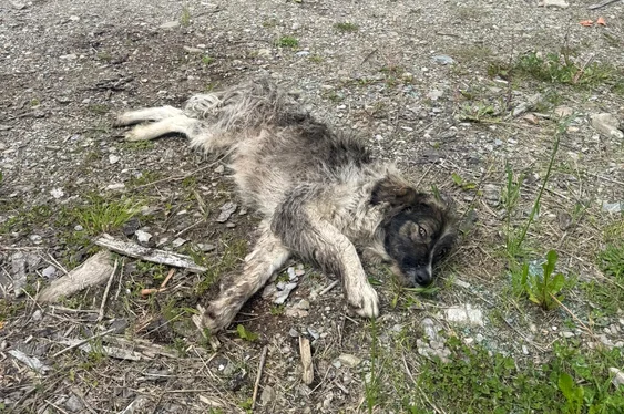 Animalul era în stare gravă. FOTO Jandarmeria Română