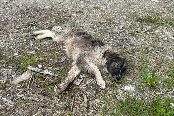 Animalul era în stare gravă. FOTO Jandarmeria Română