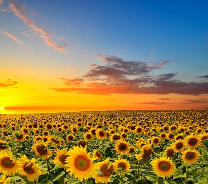 Câmp de floarea soarelui