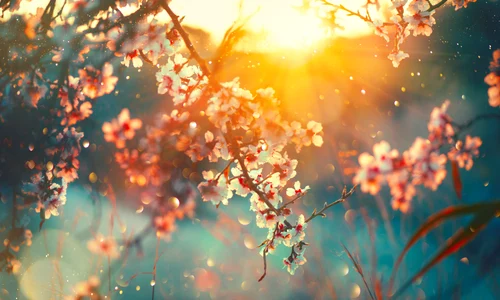 Primavara copaci flori FOTO Shutterstock jpg