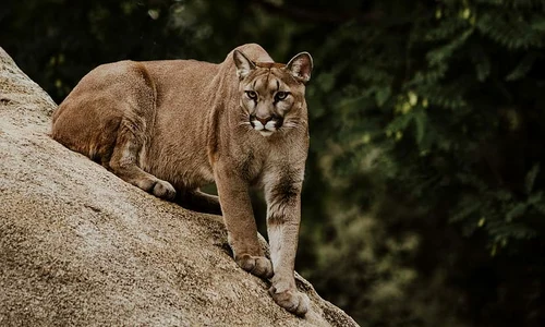 Leii de munte din Yellowstone, infectați cu bacteria care provoacă ciuma jpeg