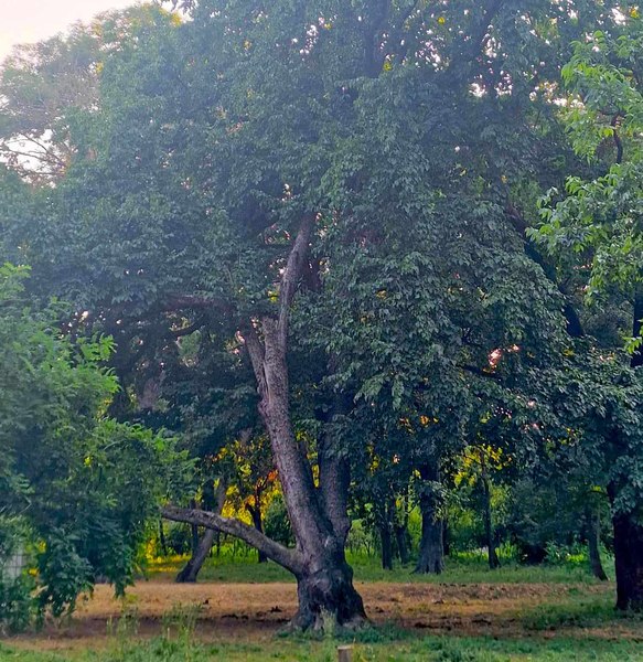 Dumbrava minunată de la Arad. Parcul din satul Mănăștur are peste 500 de specii de plante FOTO