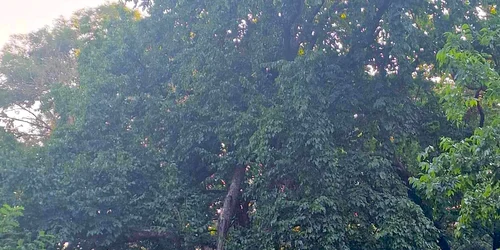 Parc dendrologic Manastur Vinga Arad FOTO Claudia Untaru jpg