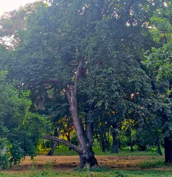 Parcul dendrologic de la Mănăștur (Arad) FOTO Claudia Untaru