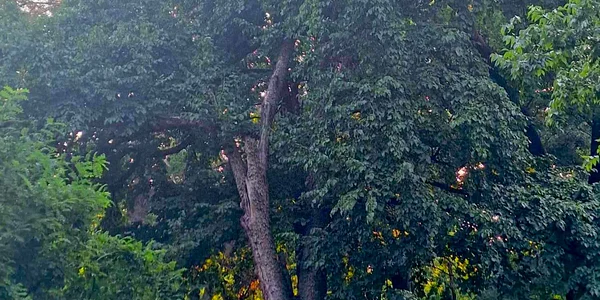 Parc dendrologic Manastur Vinga Arad FOTO Claudia Untaru jpg