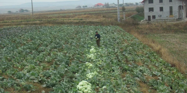 Localnicii culeg varza de pe câmp