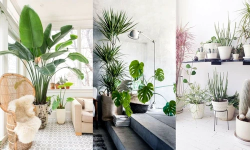 1 84866 original jpg jpeg