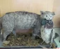 Animale împăiate pe vremea Austro-Ungariei FOTO Ştefan Both