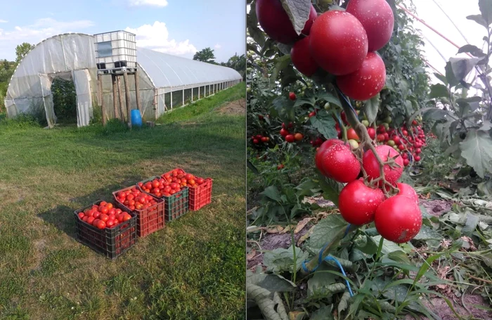 Ferma francezului Eugen Poştaru FOTO Arhiva personală