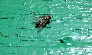 housefly 6595559 1280 jpg