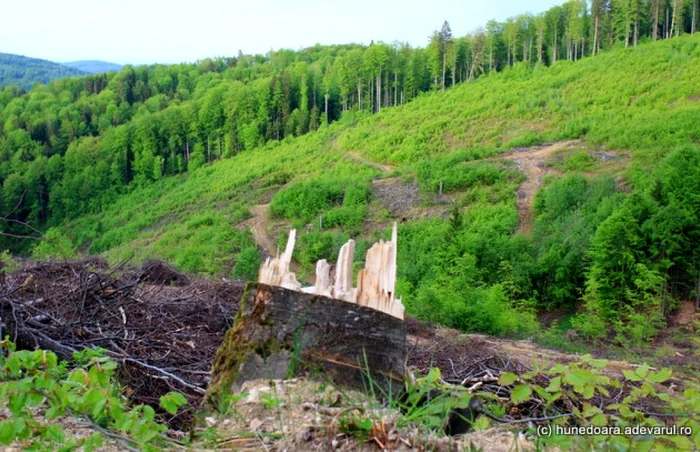 Tăieri masive de pădure la Vadu Dobrii. FOTO: Daniel Guţă. ADEVĂRUL.