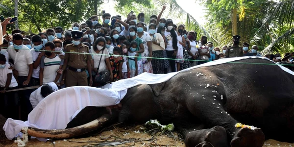 Elefant mort Sri Lanka - 7 mar 2022 / FOTO Profimedia