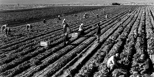 fermieri   Ansel Adams   Farm workers and Mt  Williamson jpg