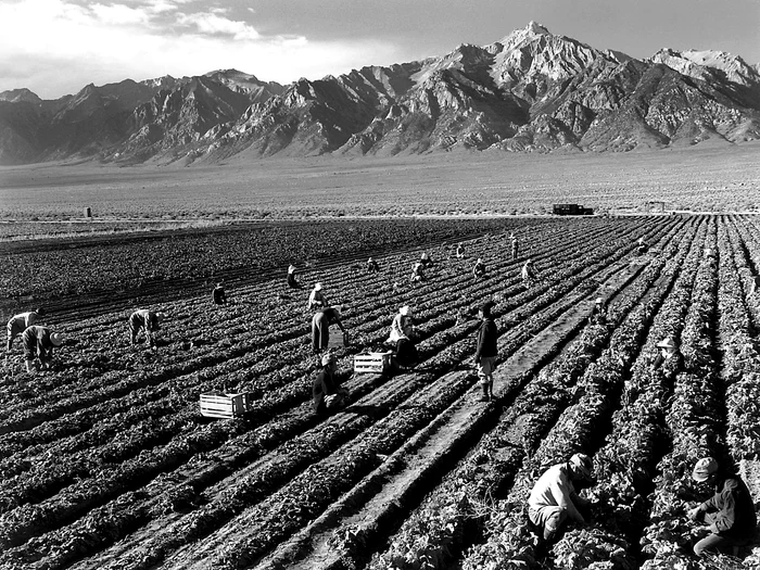 Gândacii de Colorado au calamitat culturi de pe tot continentul. Sursa Ansel Adams