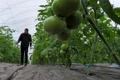 Tomate jpg
