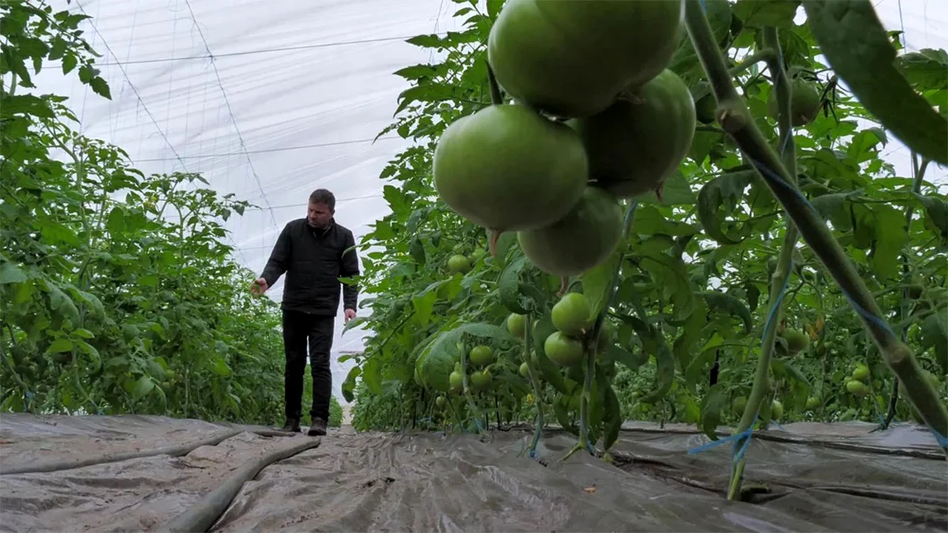 Fermierul Mircea Tatu promite tomate gustoase. Foto: Iulian Bunilă