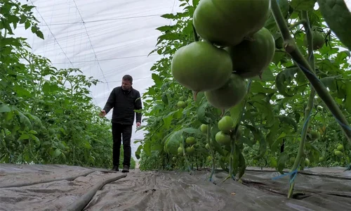 Tomate jpg
