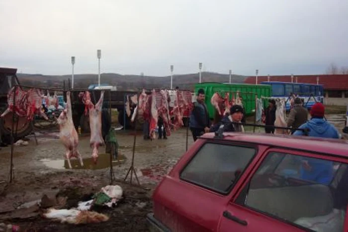 porci22