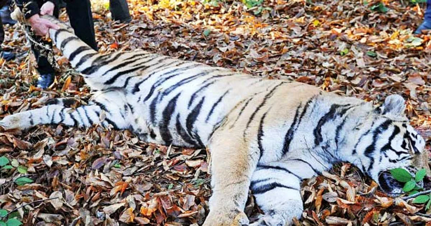 Tigrul a fost împuşcat, deşi era în afara oraşului, într-o pădure   