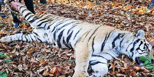 Tigrul a fost împuşcat, deşi era în afara oraşului, într-o pădure