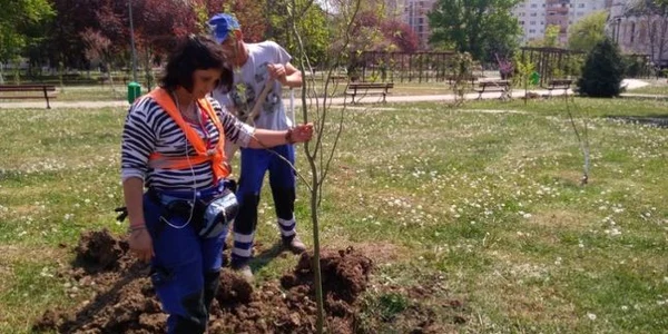 arbori