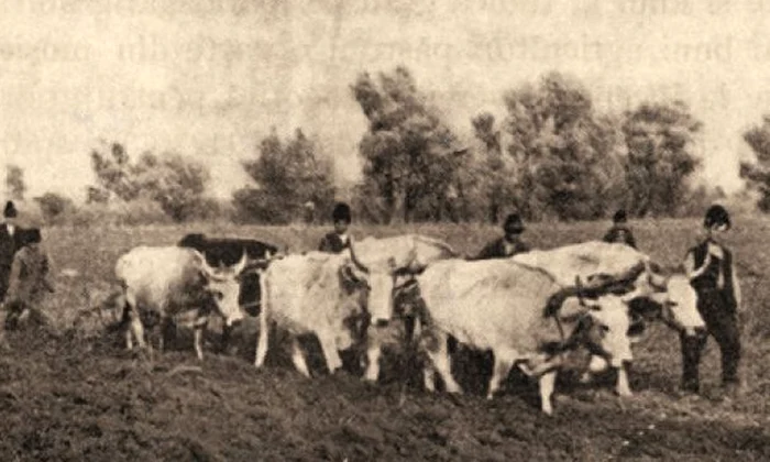 Oare de ce mai existǎ țǎrani ȋn Romȃnia? jpeg