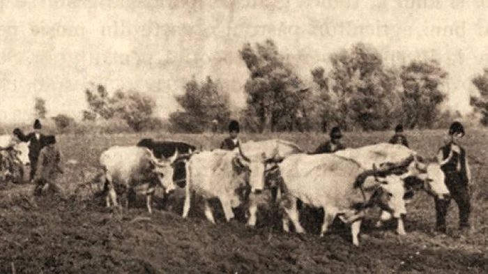 În comunism, ţăranii au fost obligaţi să cedeze bunuri şi pământ pentru colectivizare. FOTO: arhivă