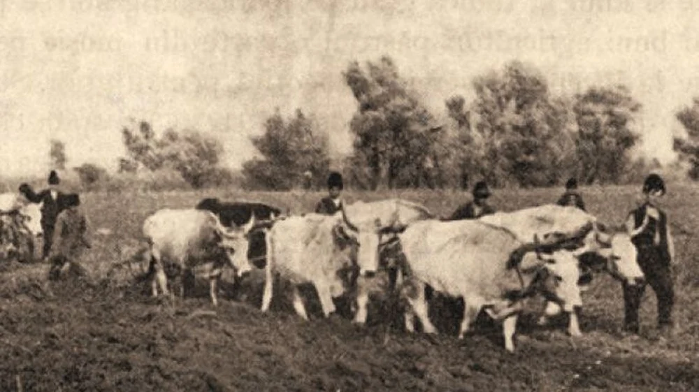 4 decembrie: Ziua în care Nicolae Ceaușescu a dat ordin să să tragă în țăranii de la Vadu Roșca, care protestau împotriva colectivizării forțate