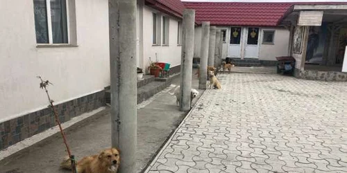 Câini chinuiţi în curtea mănăstirii de la Năvodari FOTO Barking Mad Dog Rescue