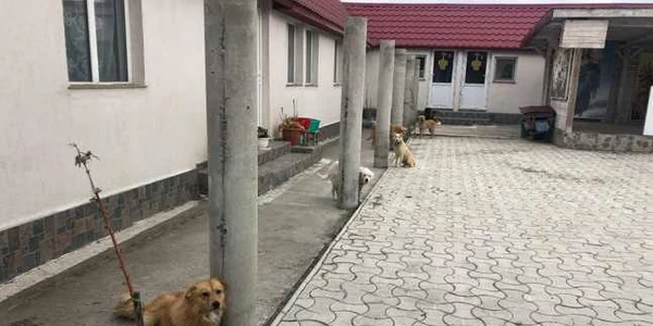 Câini chinuiţi în curtea mănăstirii de la Năvodari FOTO Barking Mad Dog Rescue