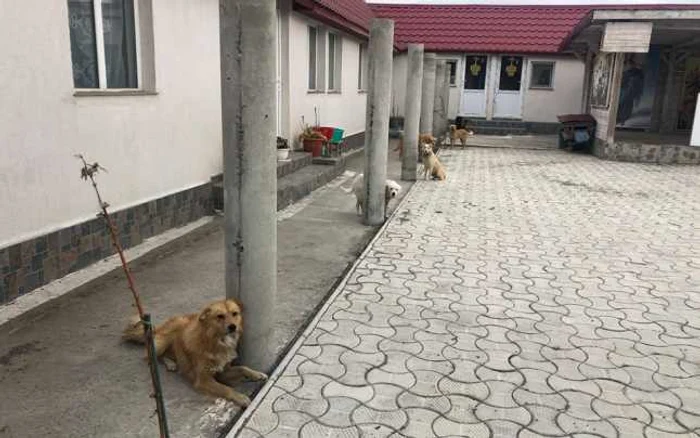 Câini chinuiţi în curtea mănăstirii de la Năvodari FOTO Barking Mad Dog Rescue