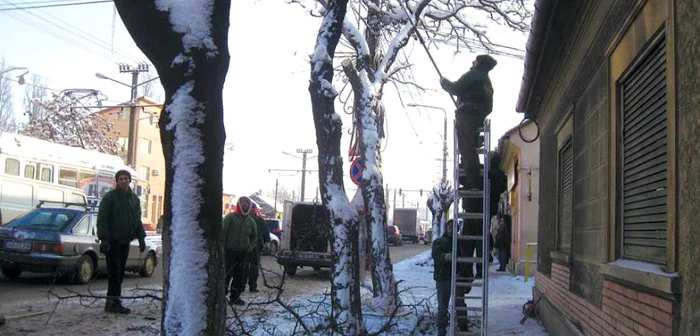 Muncitorii lucrează de zor la tăierea crengilor 