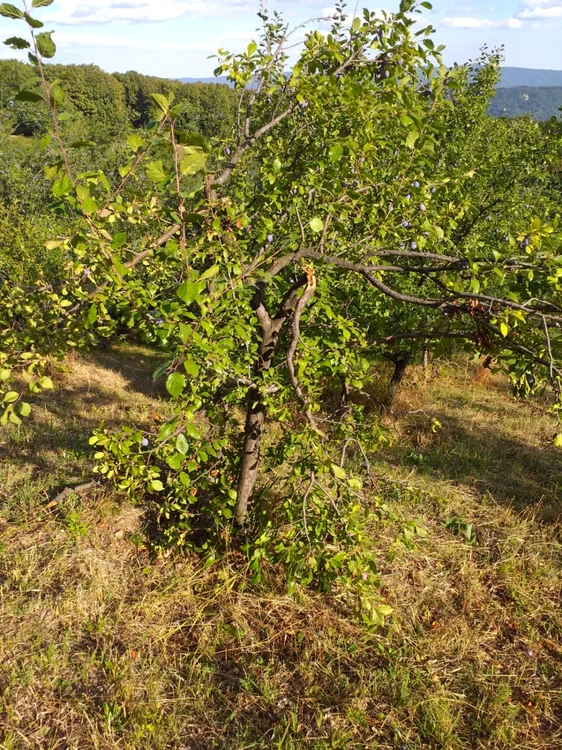 buzau