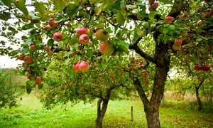 pomi fructiferi sfaturi pomii fructiferi crestere pomi fructiferi plantare sfaturi trucuri scaled jpeg