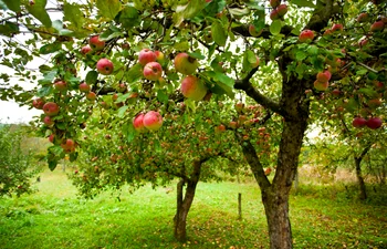 pomi fructiferi sfaturi pomii fructiferi crestere pomi fructiferi plantare sfaturi trucuri scaled jpeg