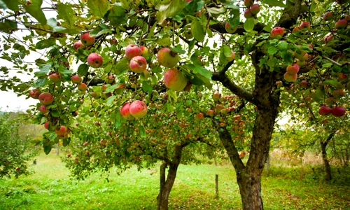 pomi fructiferi sfaturi pomii fructiferi crestere pomi fructiferi plantare sfaturi trucuri scaled jpeg