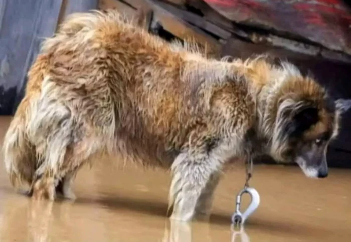 Peste 6.000 de păsări și aproape 3.000  de animale au murit în urma inundațiilor 