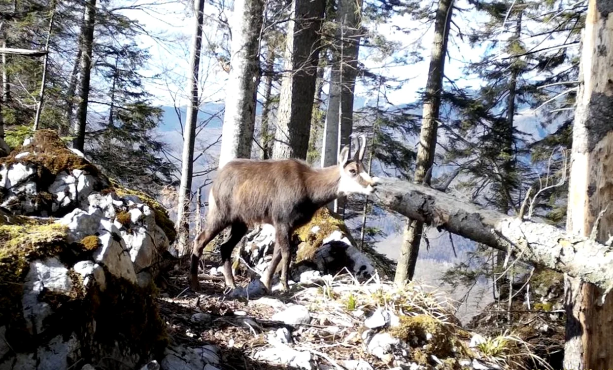 Caprele negre au fost zărite în Parcul Natural Apuseni / foto: Facebook