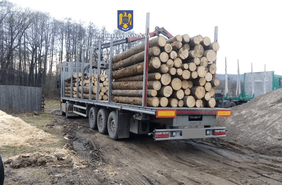 Afacerist activ pe piața expoatării lemnului din Ardeal, trimis în judecată pentru furtul a peste 700 de arbori