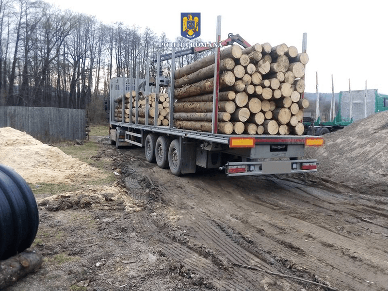 Transporturi ilegale de lemn în Suceava. Utilaj de 40.000 de euro și sute de metri cubi de lemn, confiscate de la două firme