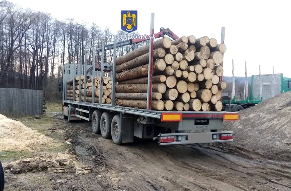 Afaceristul este acuzat de furtul a sute de arbori FOTO Poliția Română