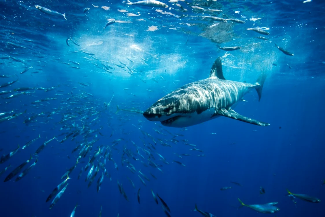 Bărbatul atacat de rechin a murit din cauza gravităţii rănilor. Foto Shutterstock